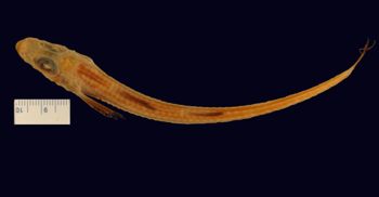 Media type: image; Ichthyology 27921